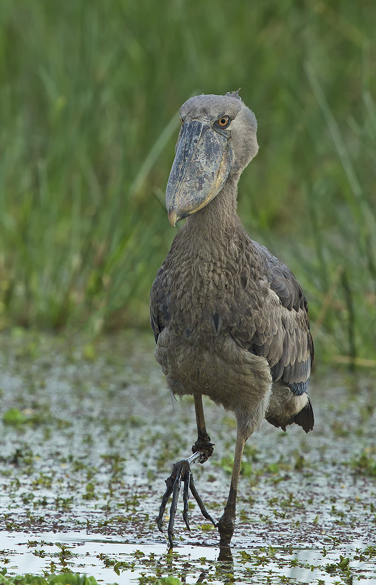 Shoebill