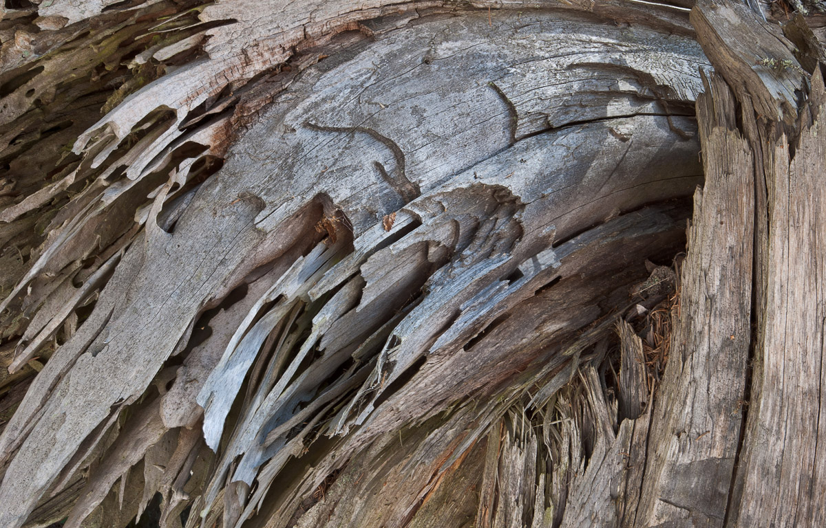 Dead tree