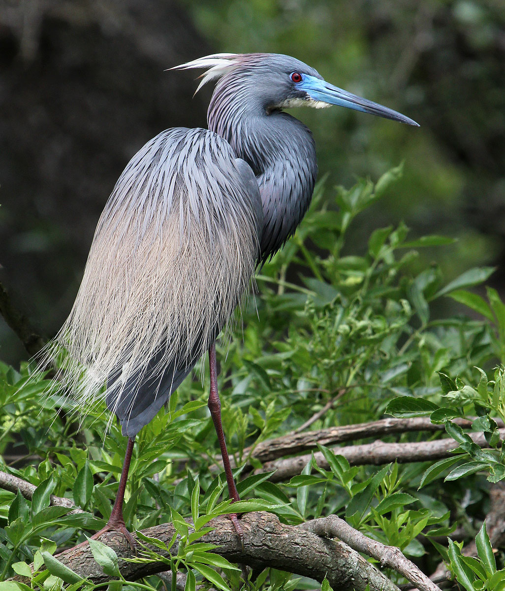 Tricolored Heron