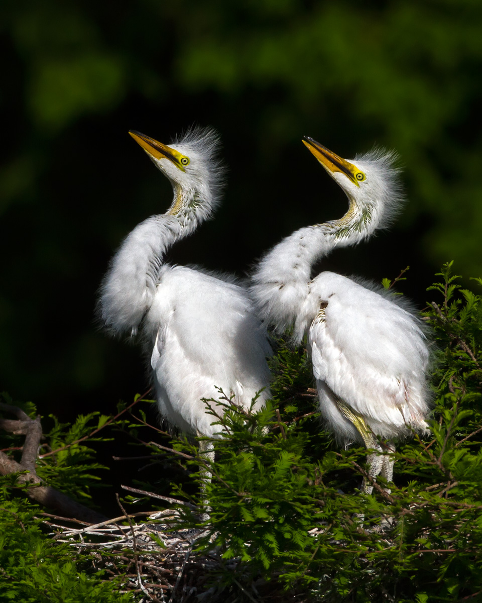 Young Egrets