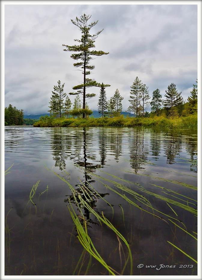 Adirondack River Pine