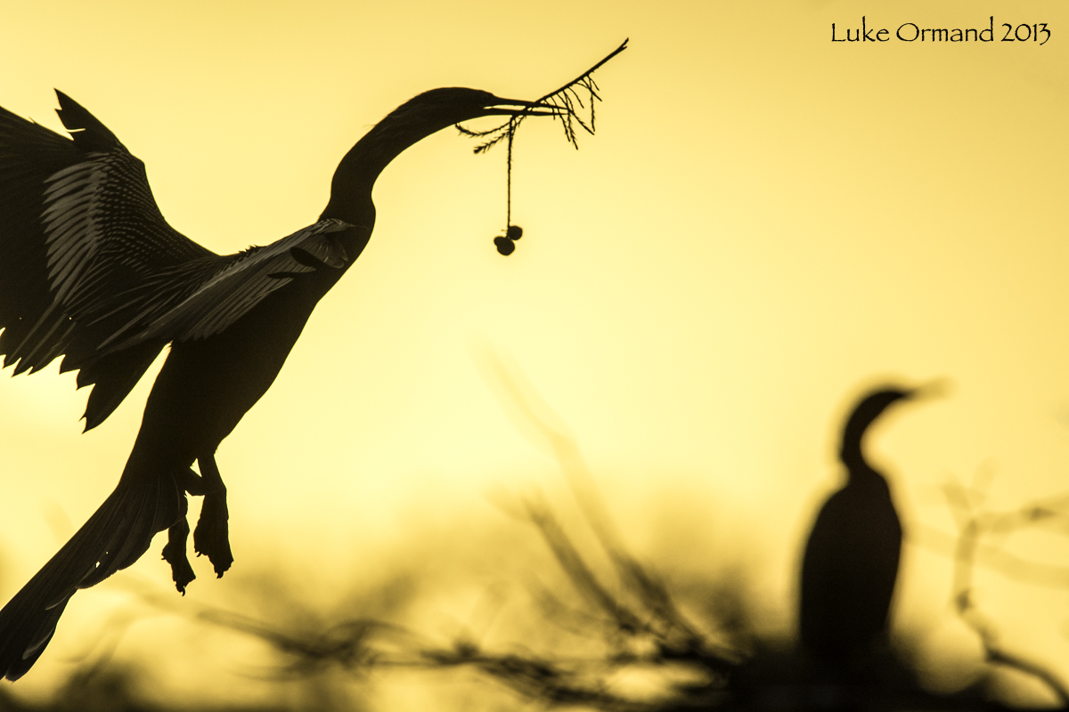 Morning offering