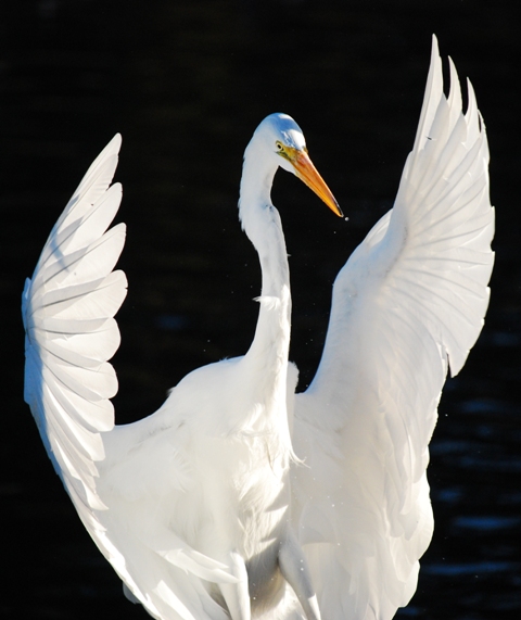 Angelic Egret