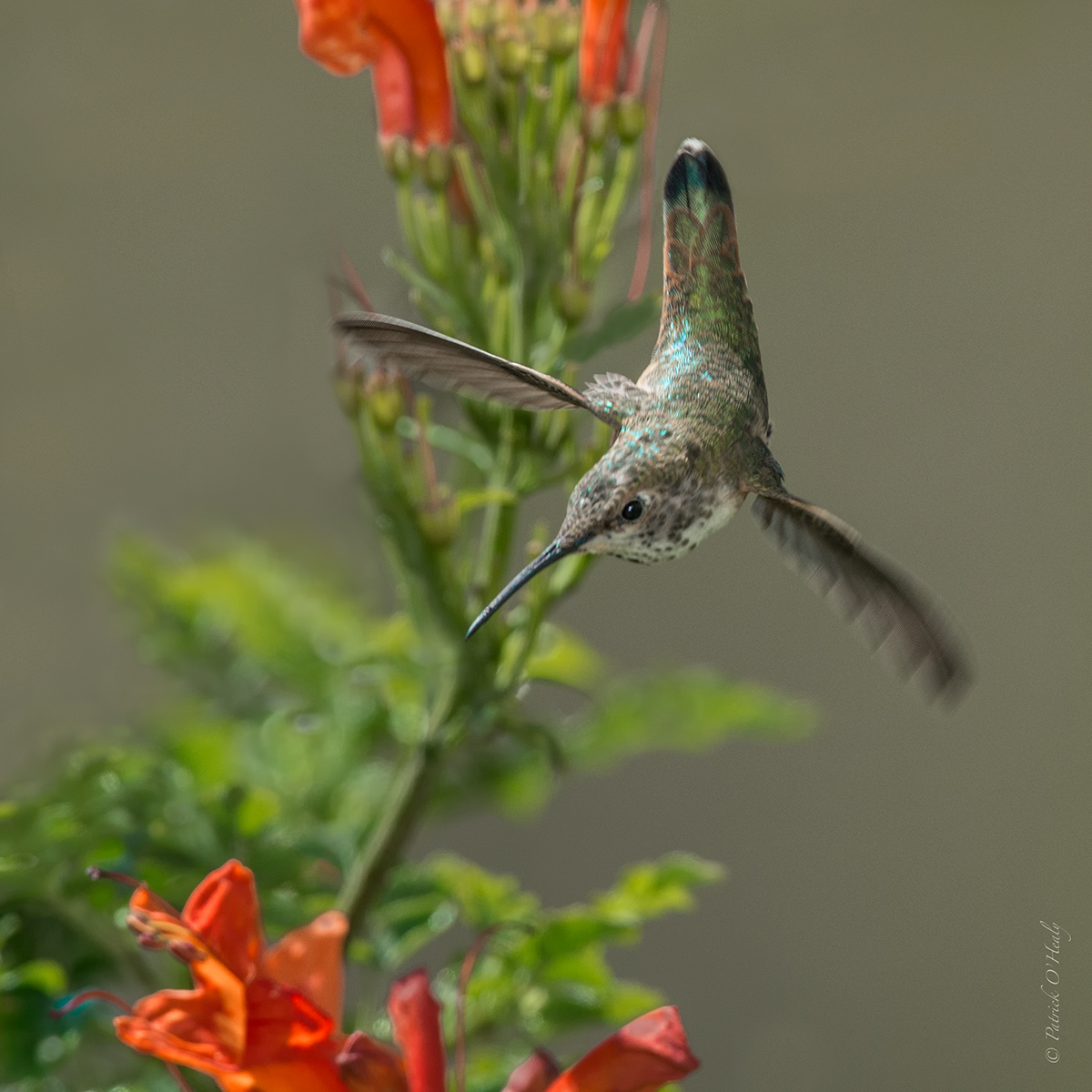Anna's Hummingbird