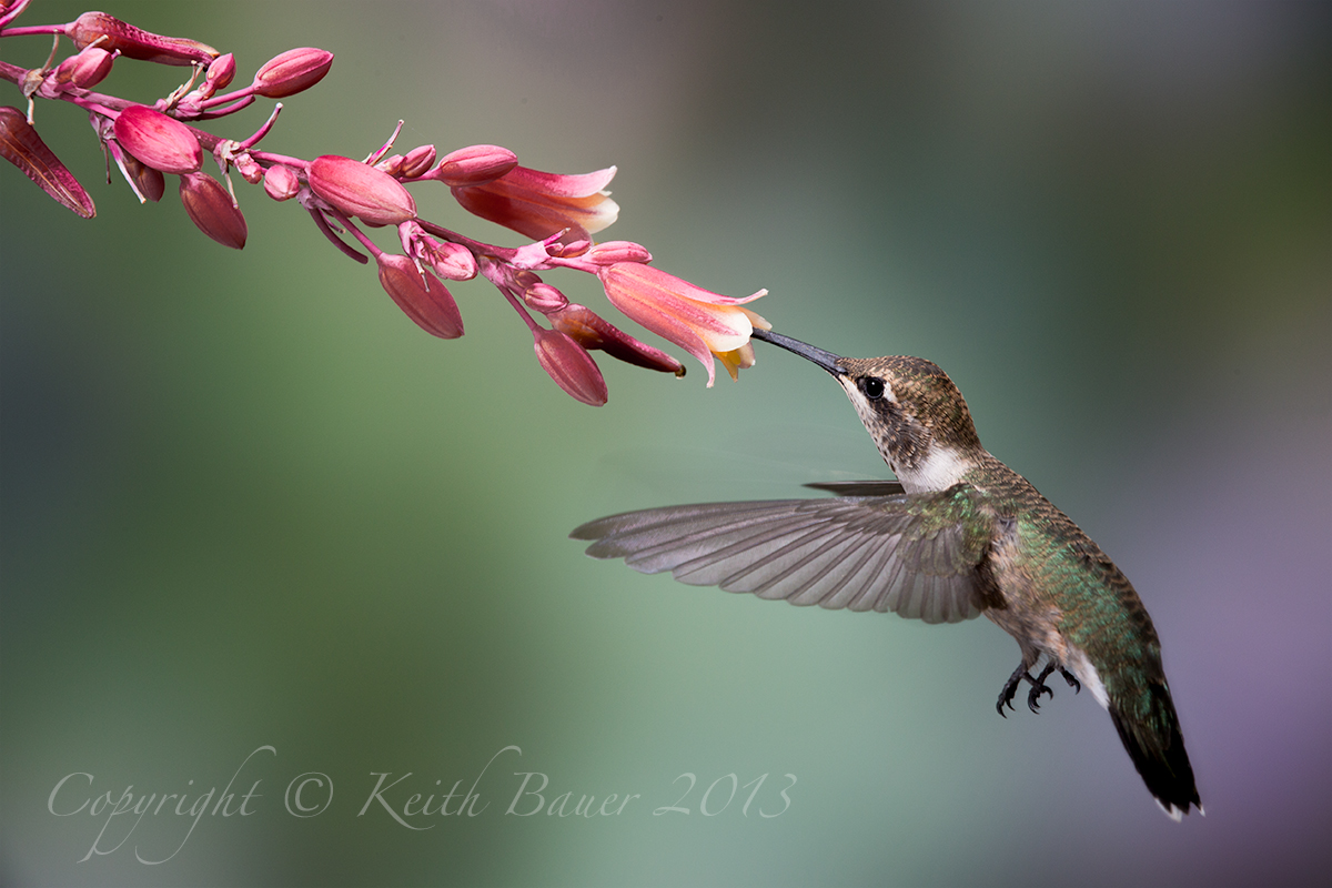 The hummers are coming