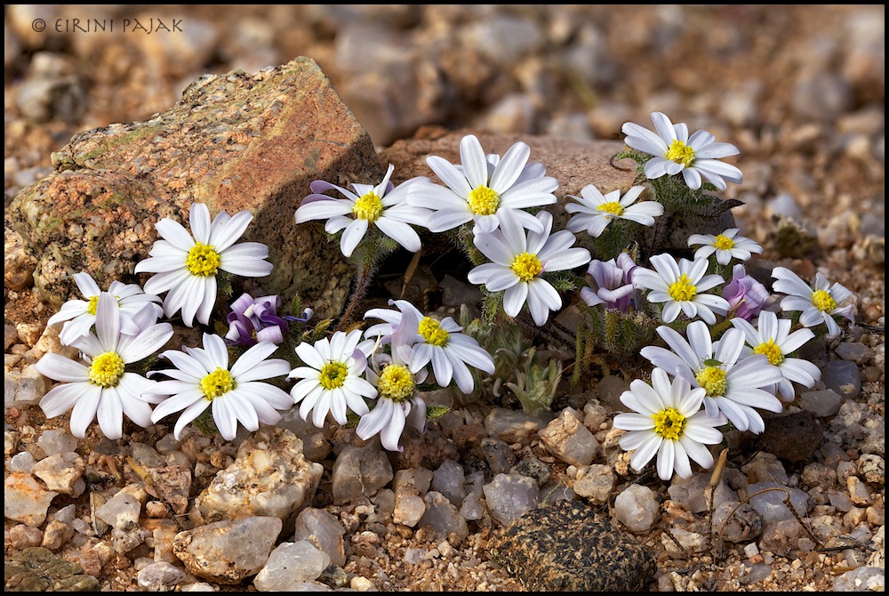 Mohave Desert Star
