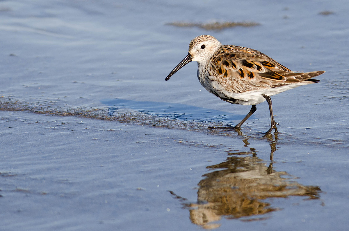 Dunlin