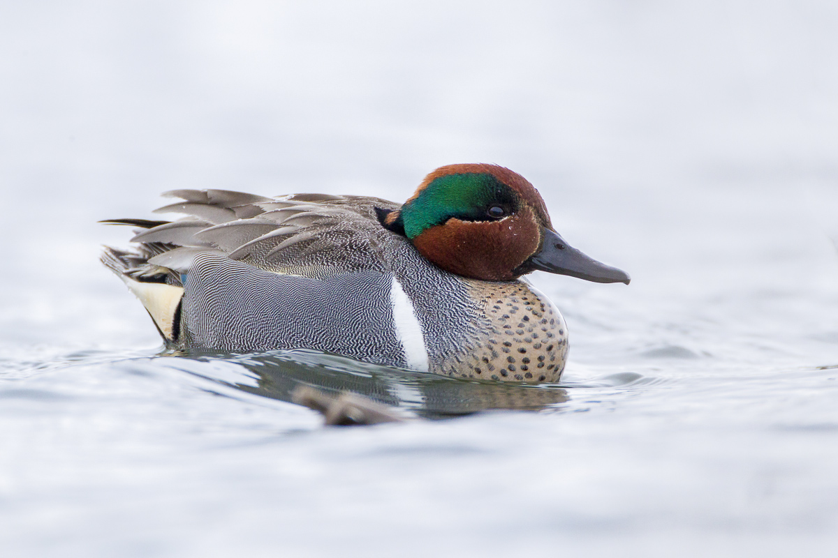 WC-581 Green-winged teal