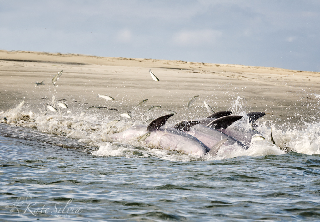 Dolphin "Strand Feeding"