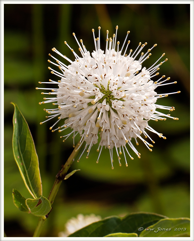 Buttonbush - WC 581