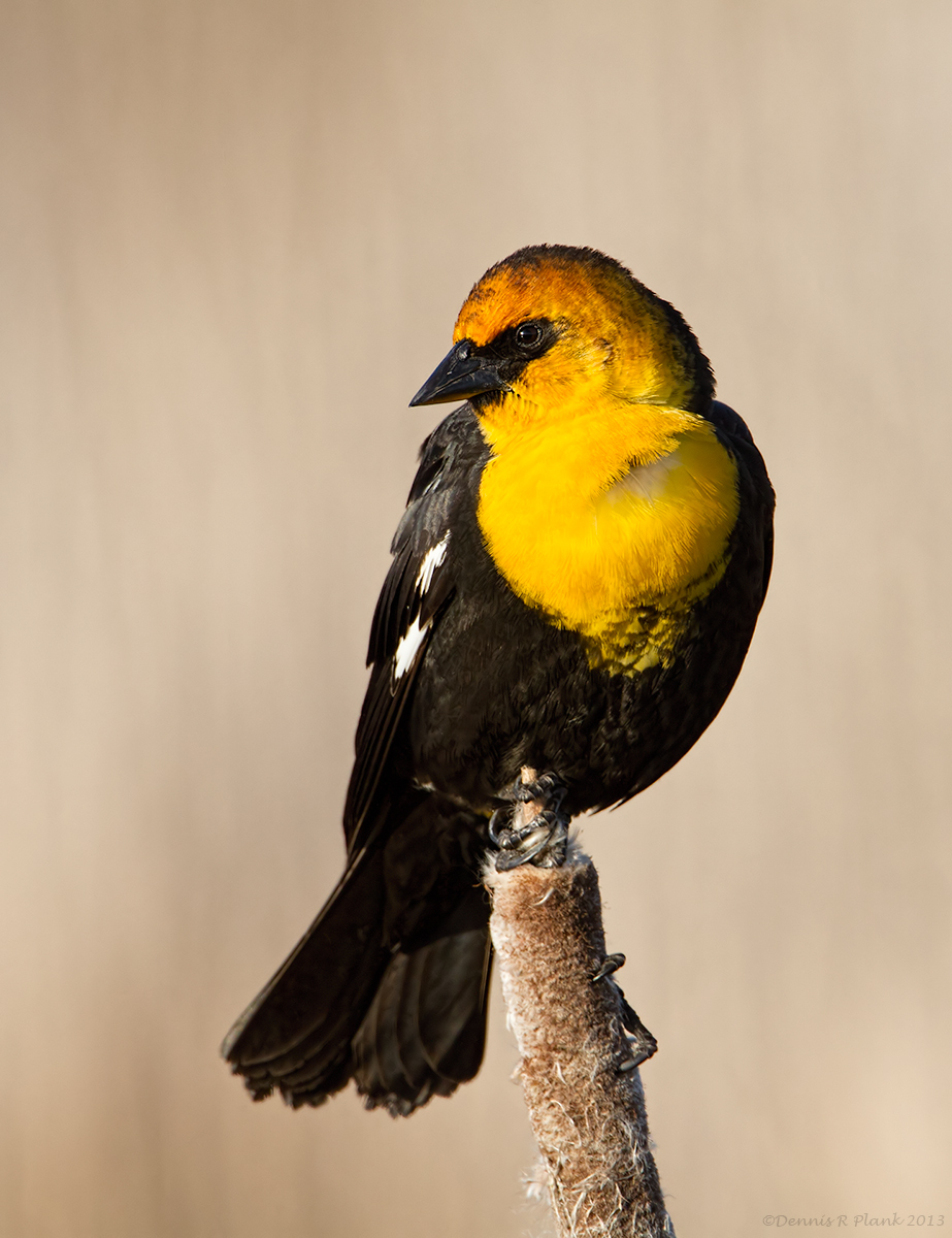 Yellow Headed Blackbird