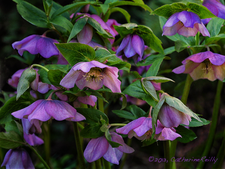 Hellebore 