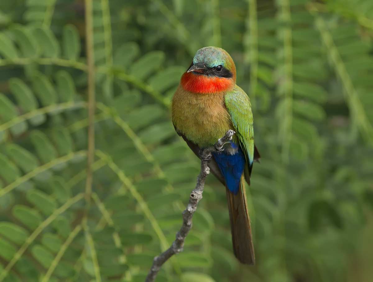 Red Throated Beeeater