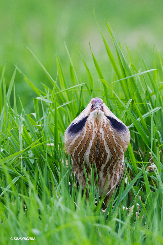 American Bittern
