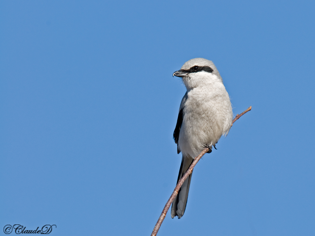 Northern Shrike