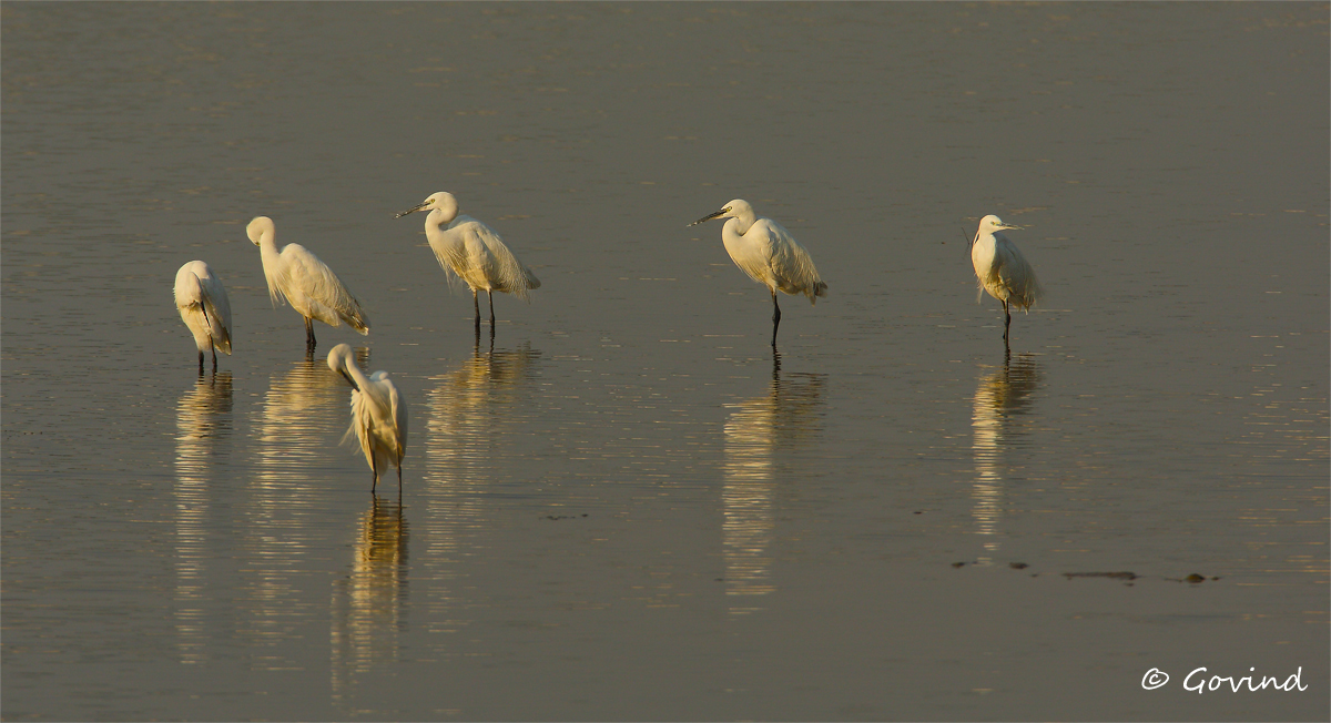 Median egrets