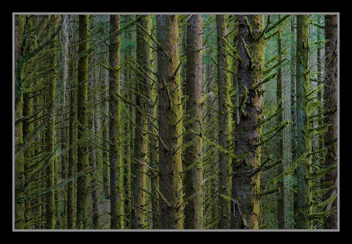 Furry Trees