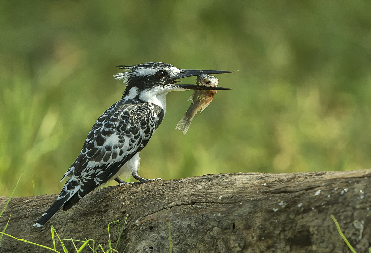 Fish for Breakfast