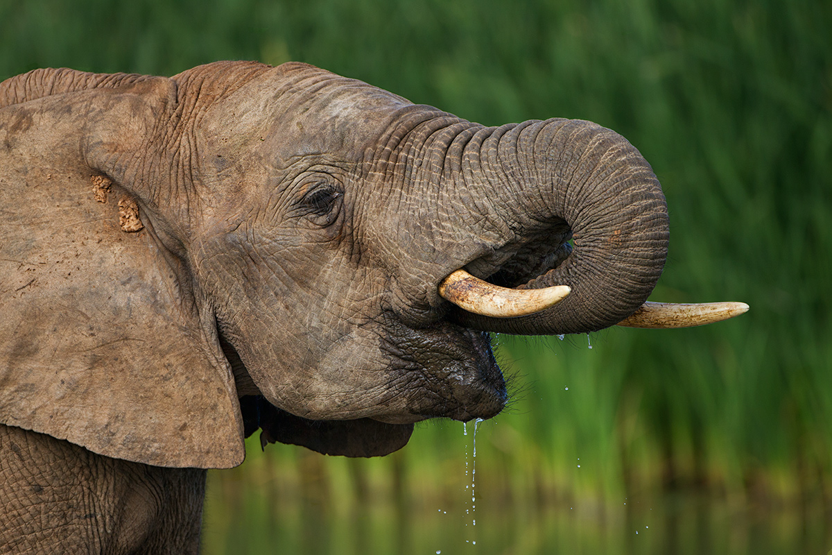 Thirst!