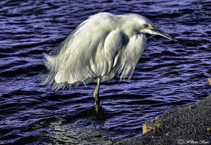Snowy Egret