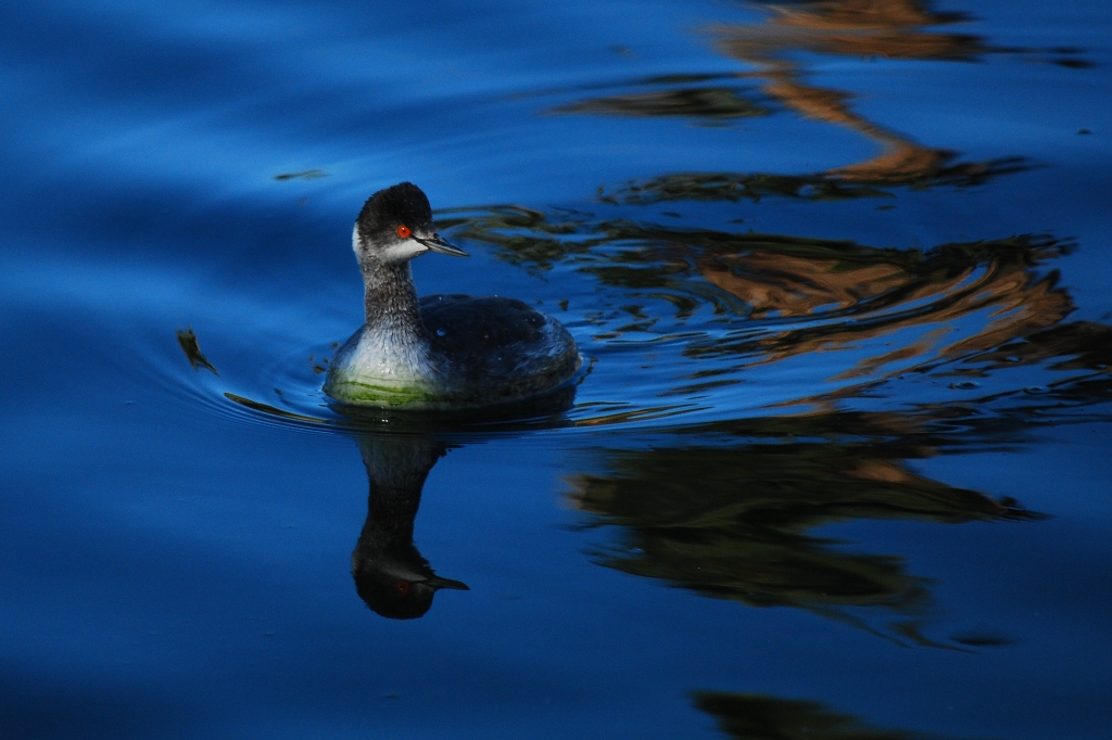 Eared Grebe Reflection