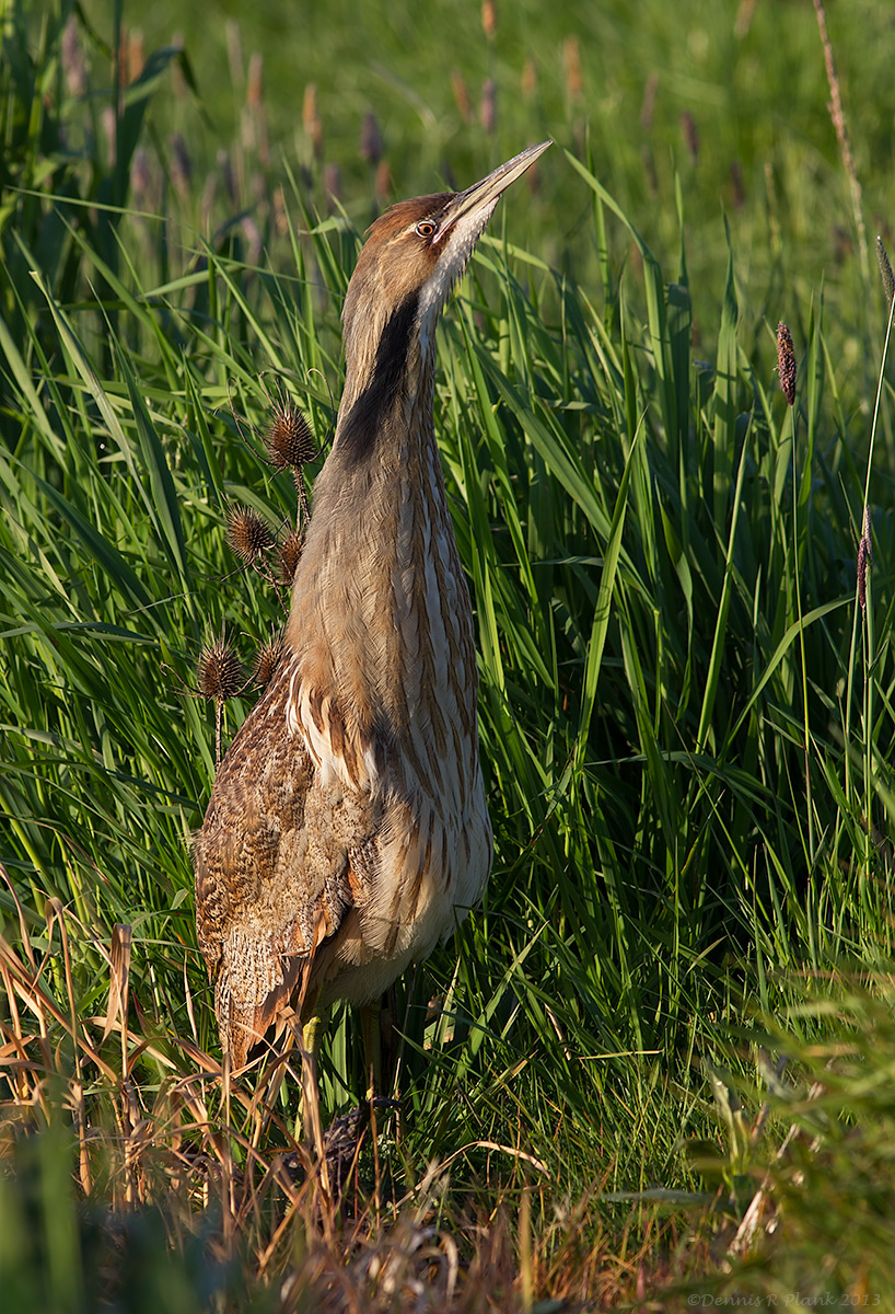 American Bittern
