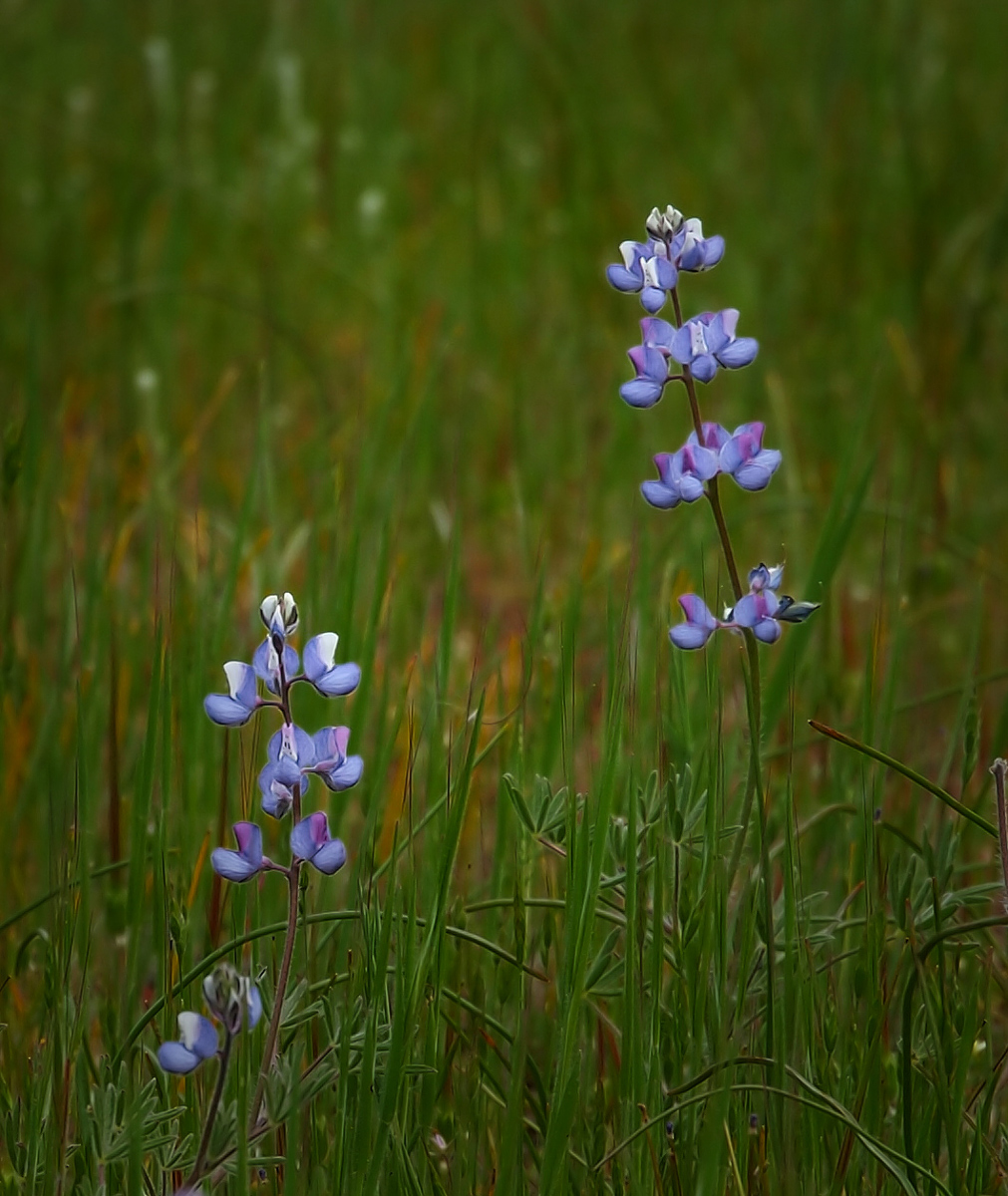 Miniature Lupine