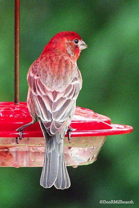 Wrong feeder?