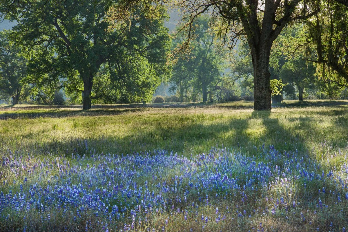 Lupine morning