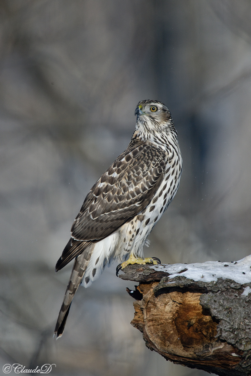 Northern Goshawk