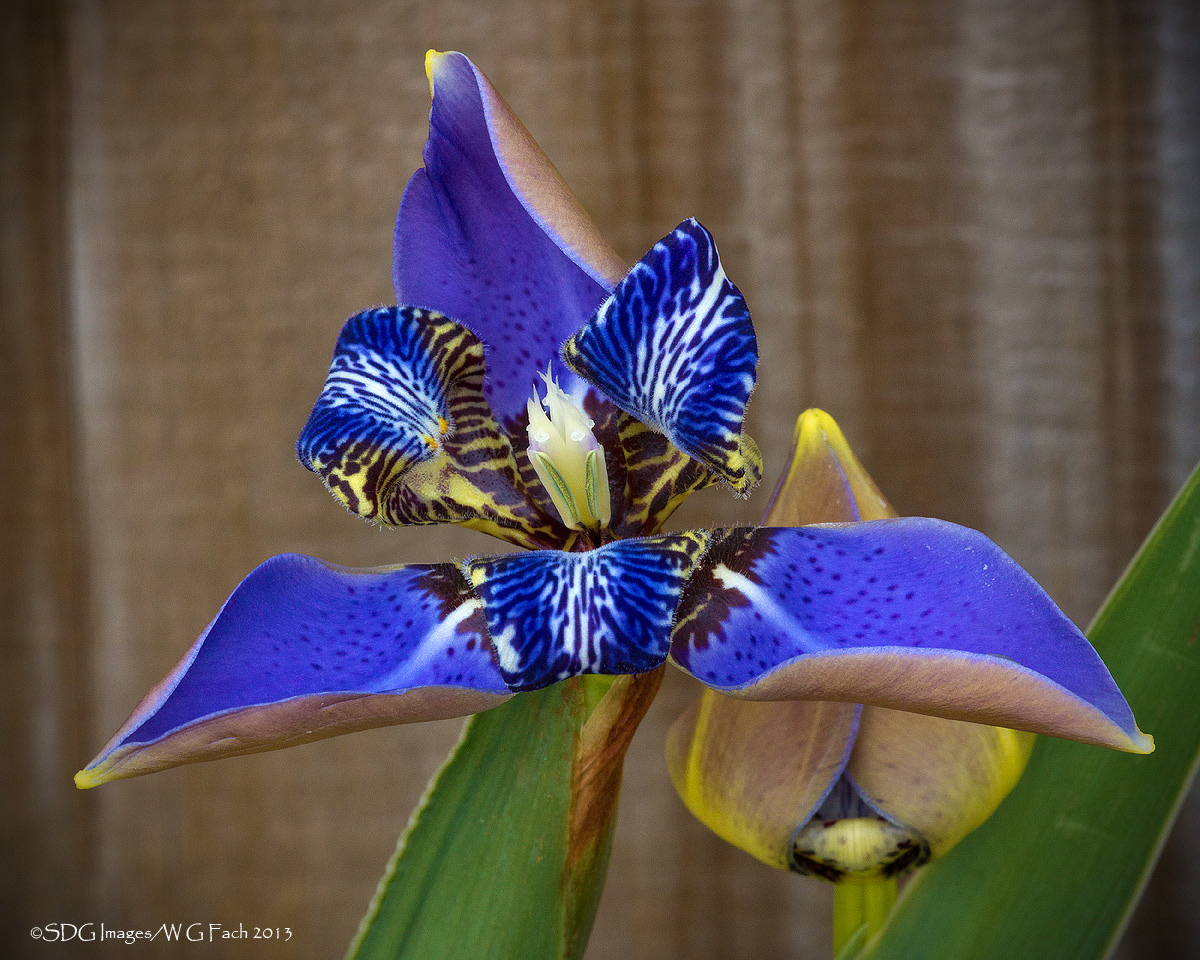 Bud & Bloom