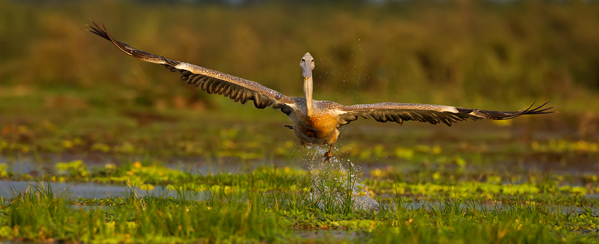Pelican Take Off