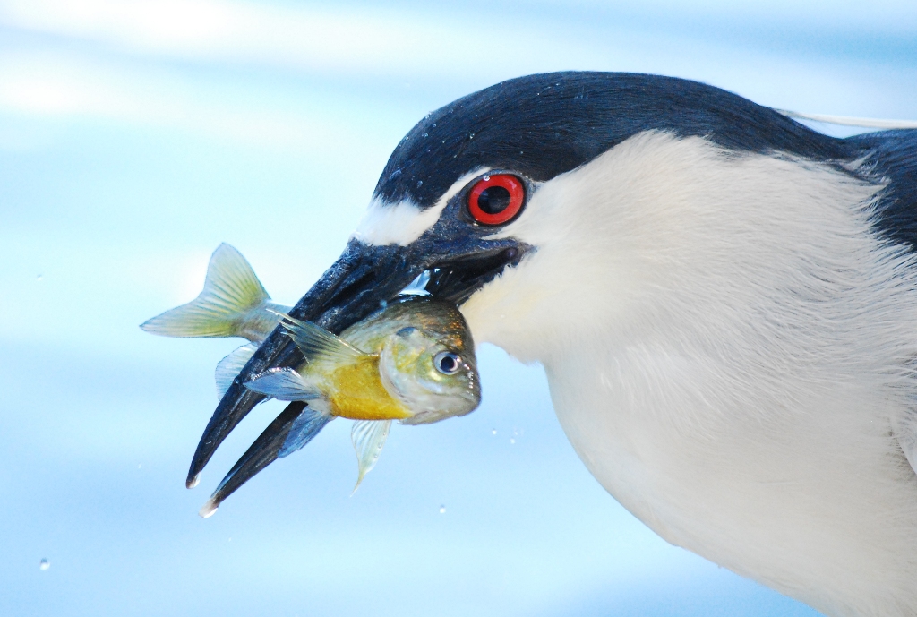 Master Fisherman