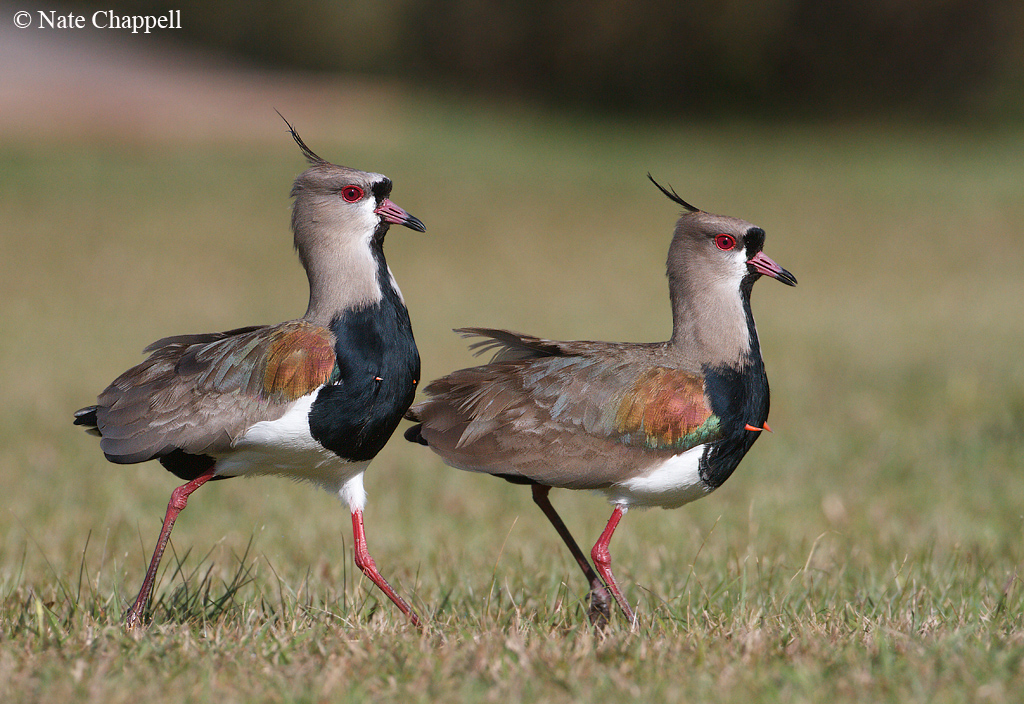 Southern Lapwings