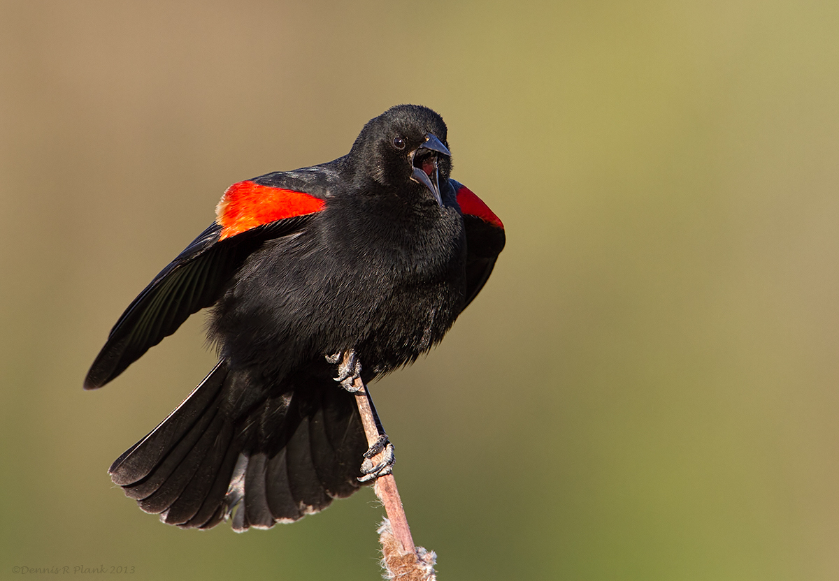Red-Winged Blackbird