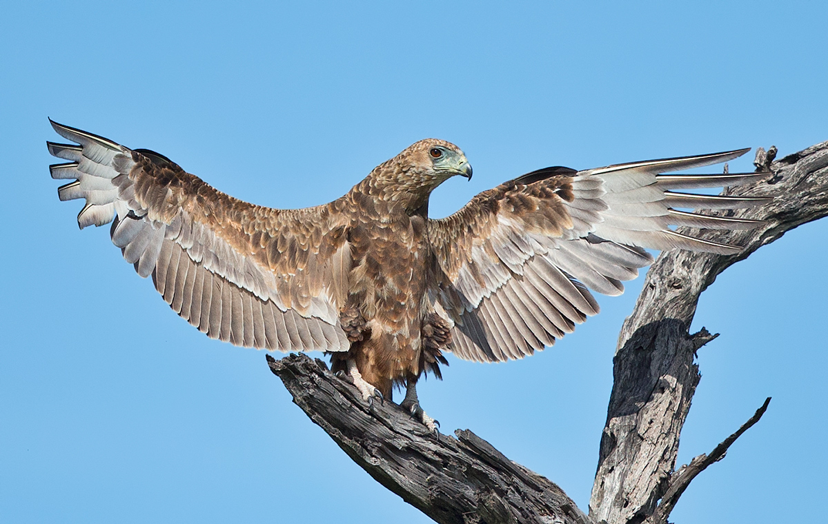 Juvenile Bateleur Eagle