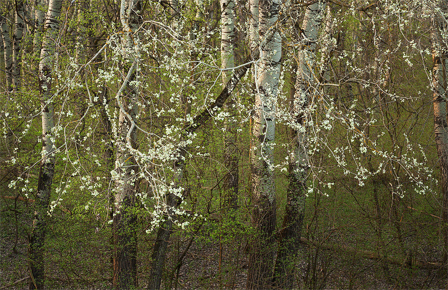 An Evening in Spring