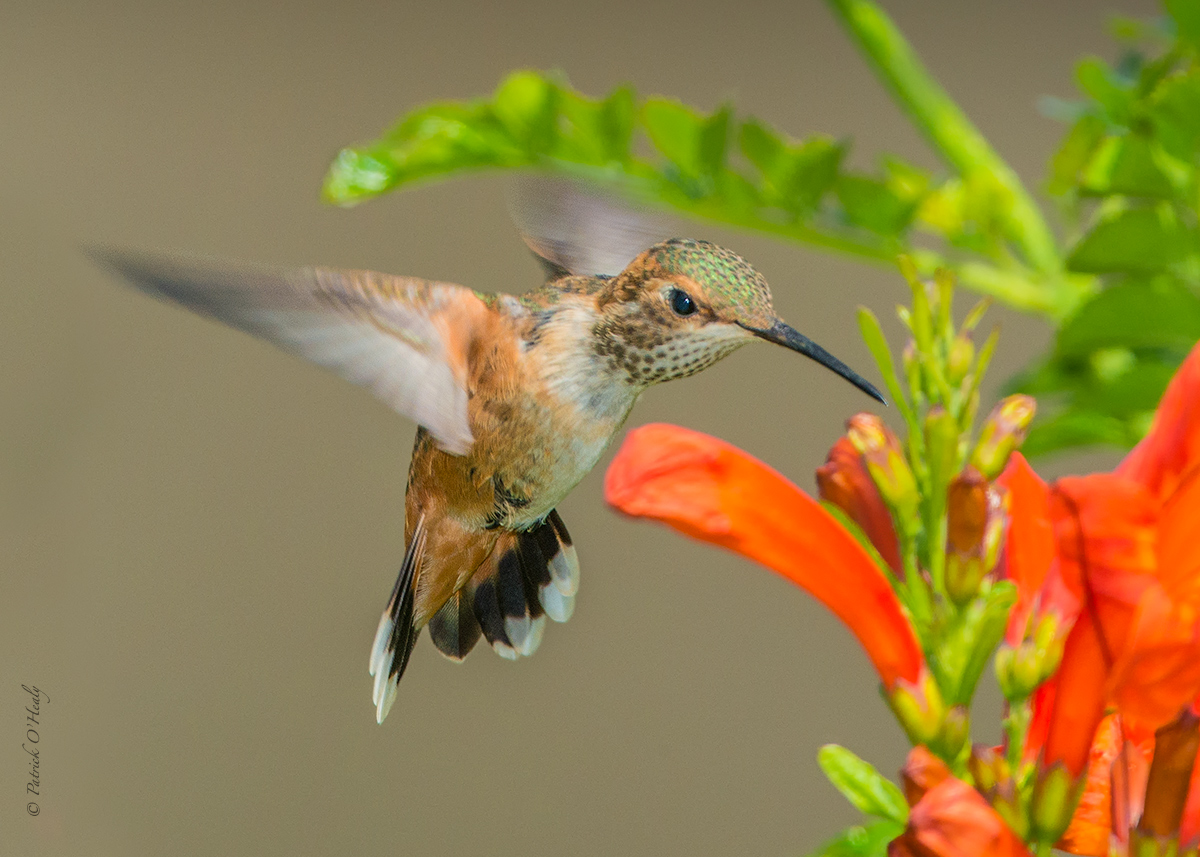 Rufous Hummingbird