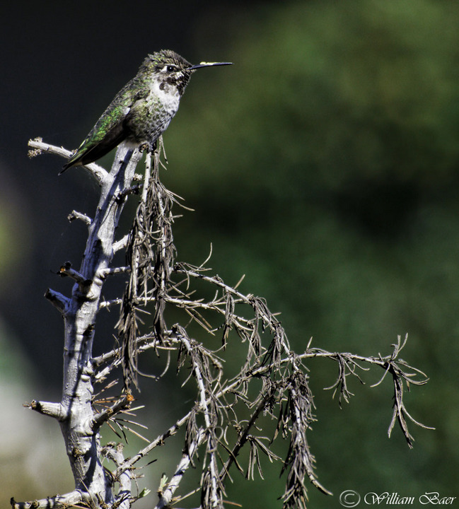 Hummer Rest Stop