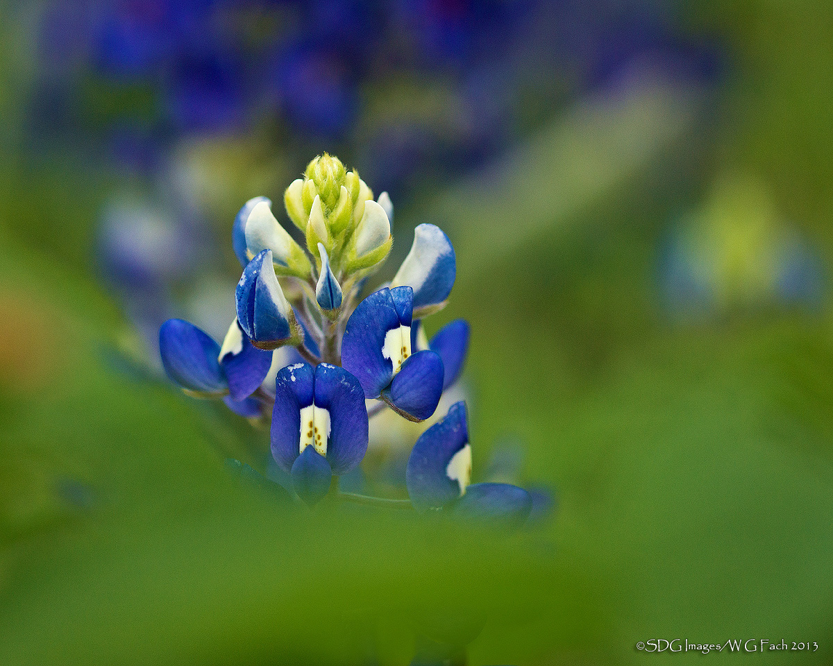 Blushing Bonnet