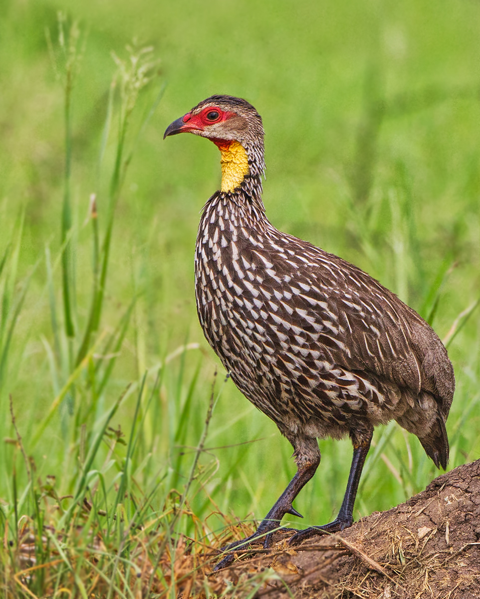 Yellow Necked Spurfowl