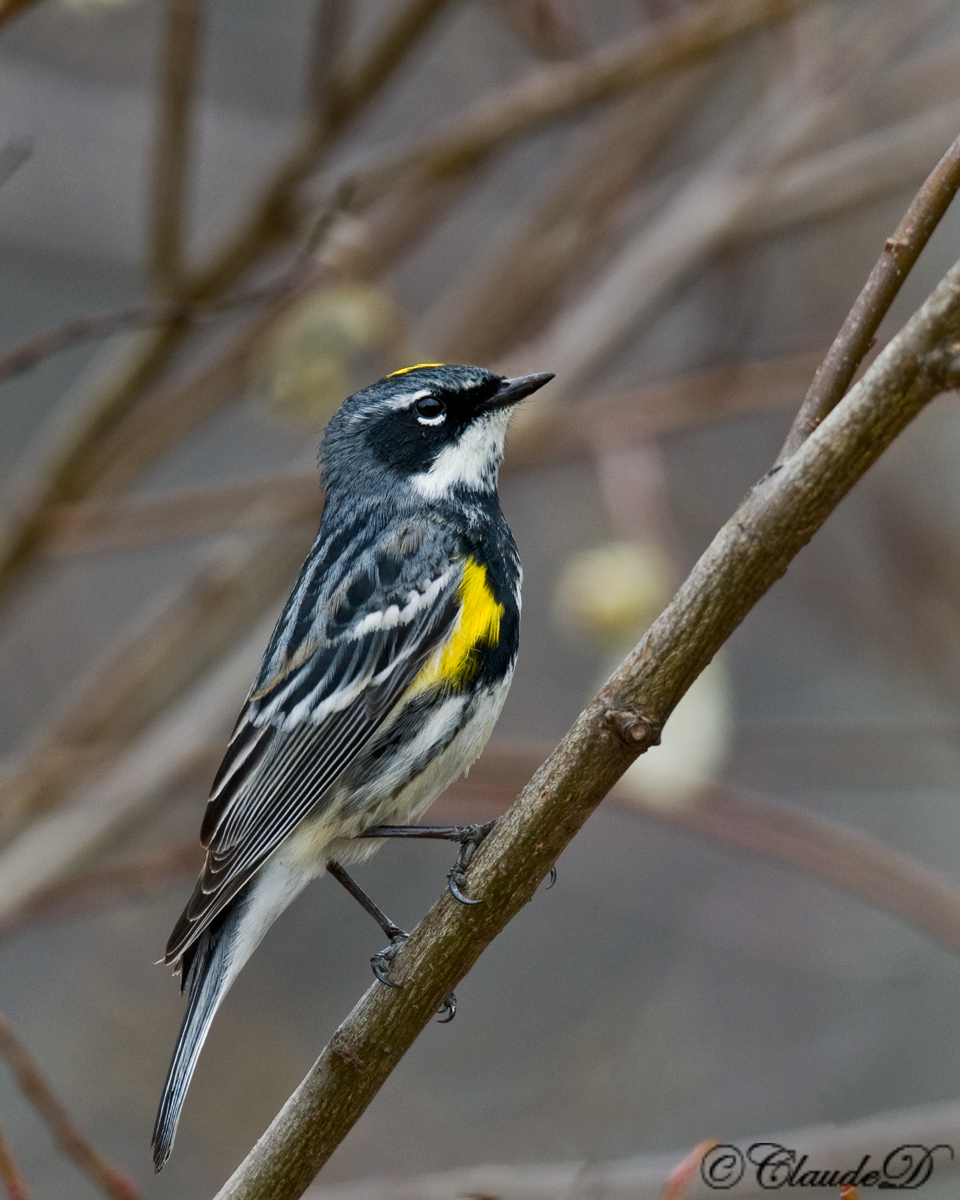 Yellow-Rumped Warbler