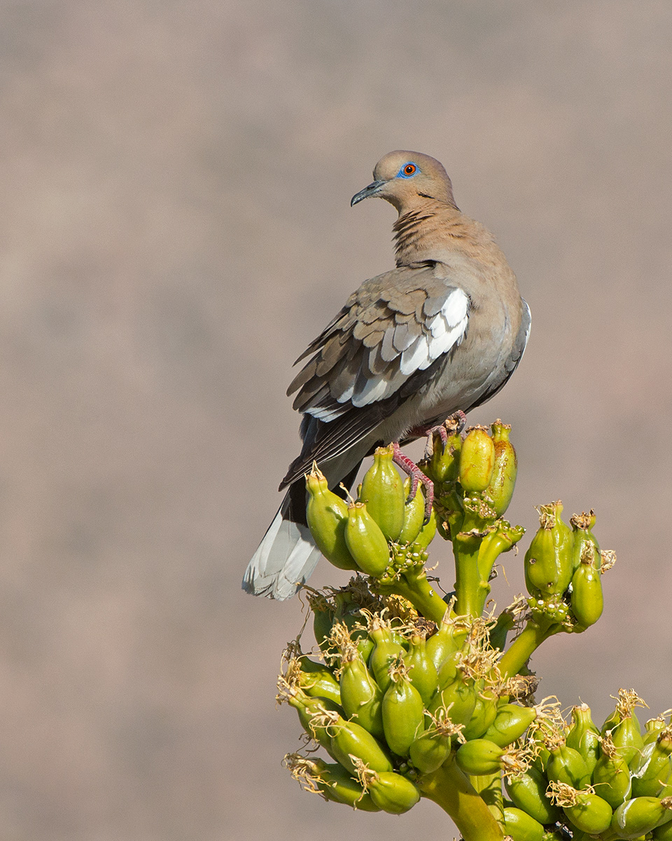 White-winged Dove