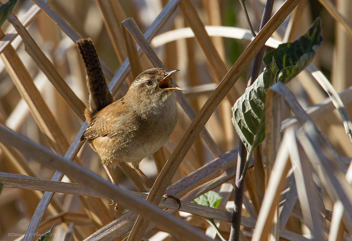 Marsh Wren