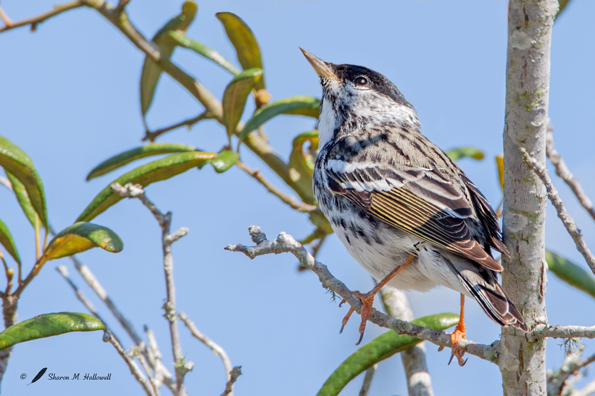 Blackpoll Warbler