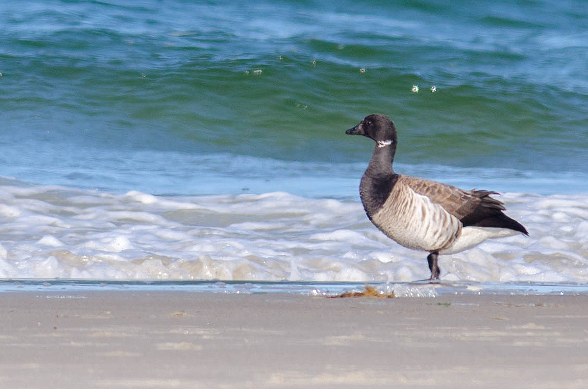 Brant low-profile