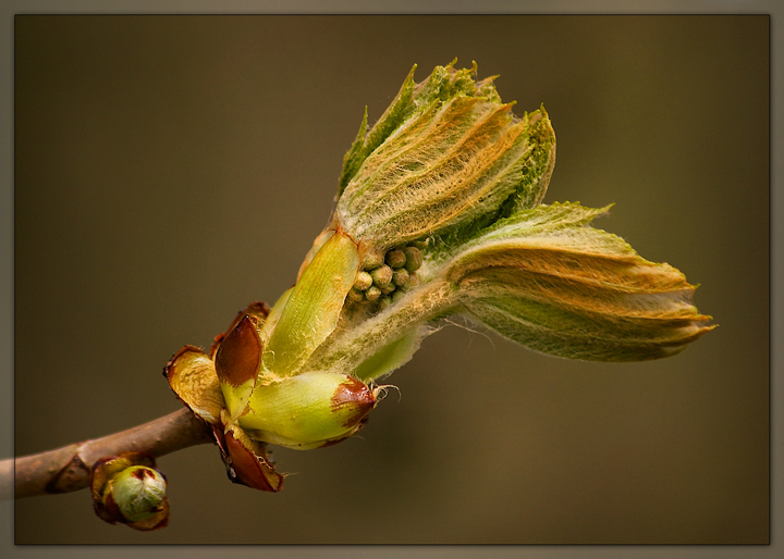 Emerging