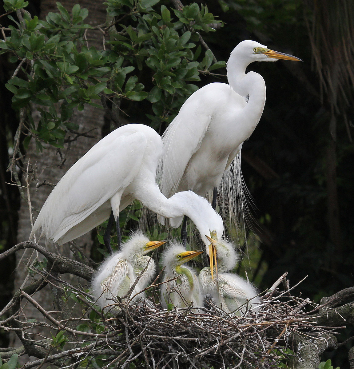  Egret Nest #2
