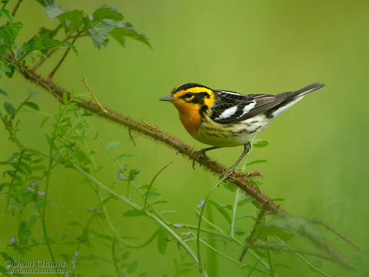 Blackburnian Warbler