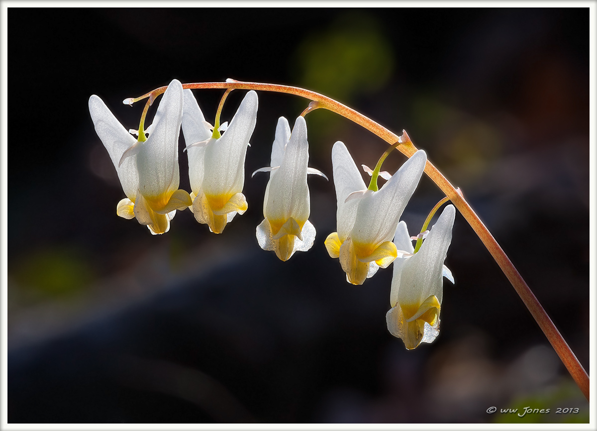 Dutchman's Breeches
